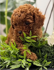 Barboncini mini Toy fulvo due mesi e mezzo