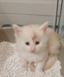 Maine coon cuccioli