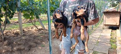 Cane cucciolo 80 giorni