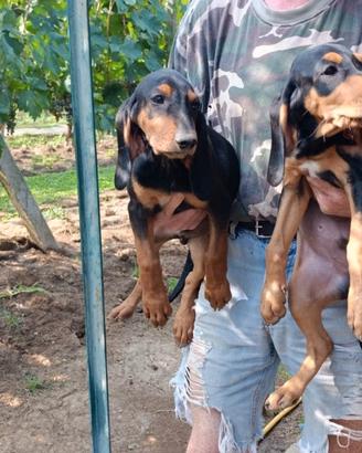 Cane cucciolo 80 giorni