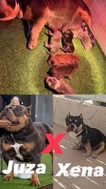 American bully pocket