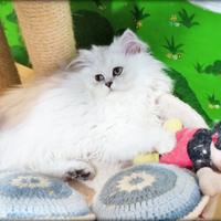 Gatti
