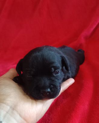 Staffordshire Bull Terrier Staffy cuccioli 