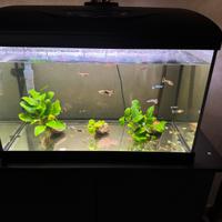 Acquario Amtra 60 Led