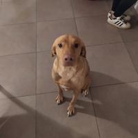 Loki e una nuova famiglia