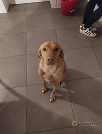Loki e una nuova famiglia