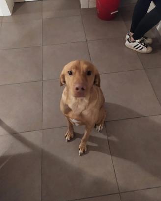 Loki e una nuova famiglia