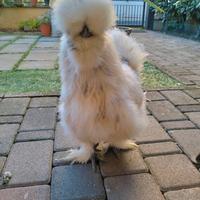 Gallina moroseta