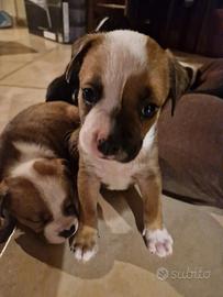 Cuccioli Amstaff/Pitbull