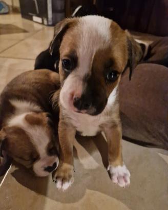 Cuccioli Amstaff/Pitbull