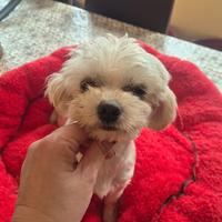 Maltese con pedigree