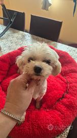 Maltese con pedigree