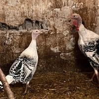 Coppia tacchini ermellinati in purezza