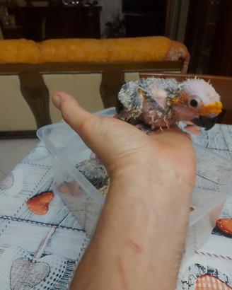 Pappagallo conuro del sole