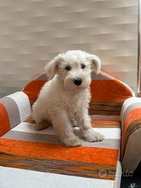 Schnauzer nano
