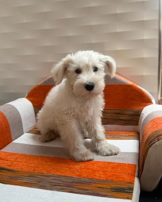 Schnauzer nano
