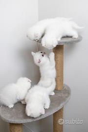 Gattini Scottish Fold: maschi e femmine, con orecc