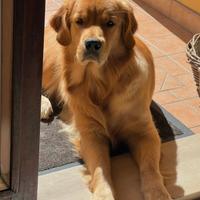 Accoppiamento Golden Retriever Americano femmina