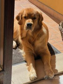 Accoppiamento Golden Retriever Americano femmina
