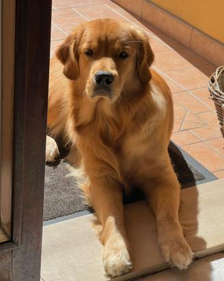 Accoppiamento Golden Retriever Americano femmina