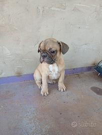 Cucciola Di Bulldog Francese