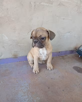 Cucciola Di Bulldog Francese