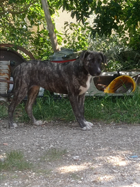 Cucciola cane taglia media