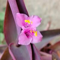 tradescantia viola 