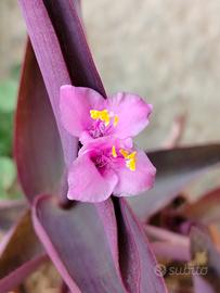 tradescantia viola 