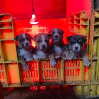 Cuccioli di American Pitbull Terrier