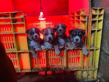 Cuccioli di American Pitbull Terrier