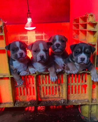 Cuccioli di American Pitbull Terrier