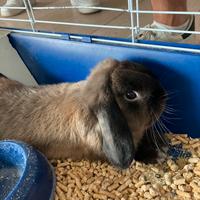 Coniglietto di razza MINI LOP