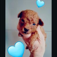 Maschietti di barboncino