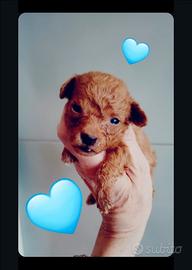 Maschietti di barboncino