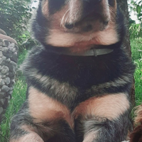 Australian cattle dog per monte