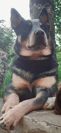 Australian cattle dog per monte
