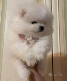 Volpino Pomerania cucciola femmina