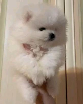 Volpino Pomerania cucciola femmina