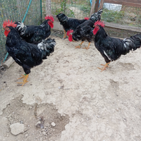 Galli Millefiori Piemontese