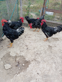 Galli Millefiori Piemontese