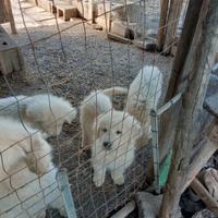 Cuccioli pastore maremmano