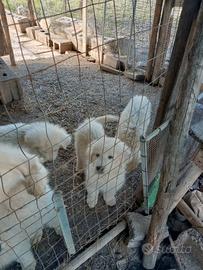 Cuccioli pastore maremmano