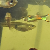 Pesciolini Endler già riproduttivi