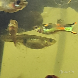 Pesciolini Endler già riproduttivi