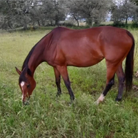 Cavalla mezzo sangue con documenti