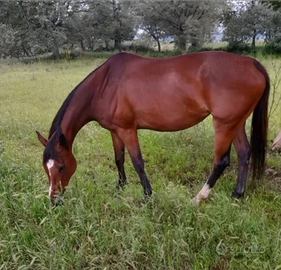 Cavalla mezzo sangue con documenti