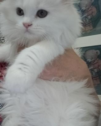 Vendita gatti
