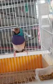 Diamantino del gould maschio