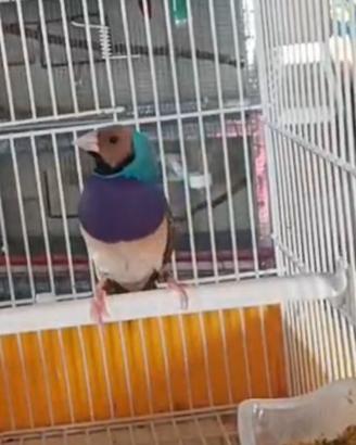 Diamantino del gould maschio